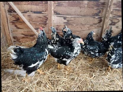 Bild 3:Pita Pinta Junghennen