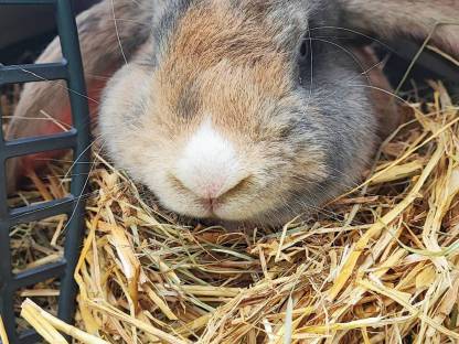 Bild 5:Deutscher Widder Rammler