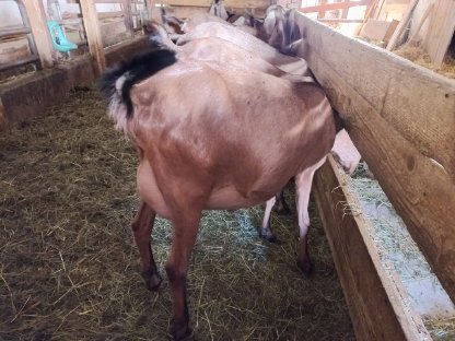 Bild 2:Anglo Nubier Ziegen trächtig