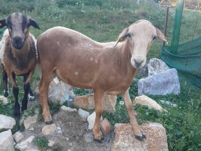 Bild 4:Verkaufe Haarschaf Jungböcke