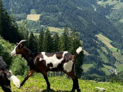 Bild 2:Tauernschecken Kitz weiblich