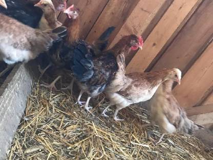 Bild 3:Sulmtaler Stamm