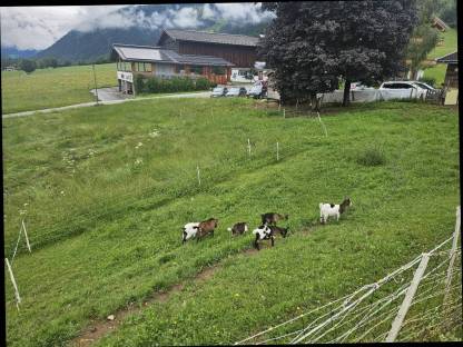Zwergziegen und Zwergziegenbock