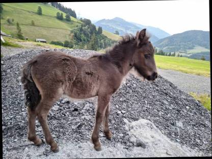 Bild 7:Shetty Pony Hengst Fohlen