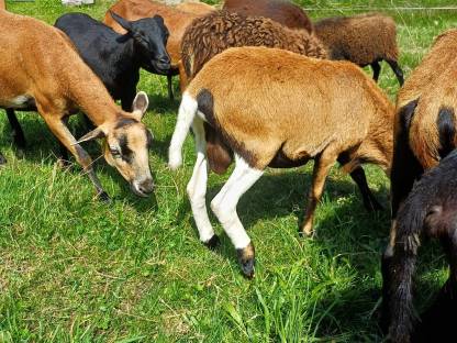 Bild 5:Quessant Bocklamm