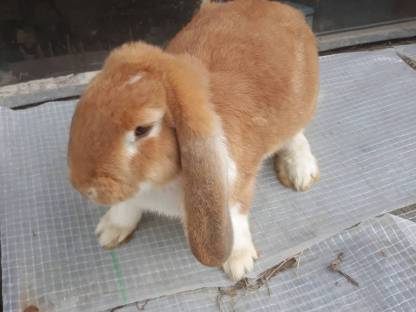 Bild 2:Deutsche Widder