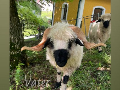 Bild 2:Walliser Schwarznasenschafbock reinrassig