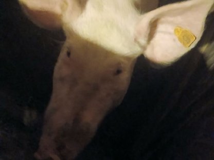 Ferkel