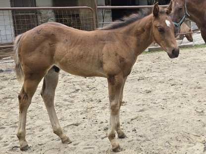 Bild 3:Quarter Horse Zuchtstute mit Hengstfohlen bei Fuß