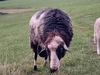 Bild 3:Krainer Steinschaf Widder