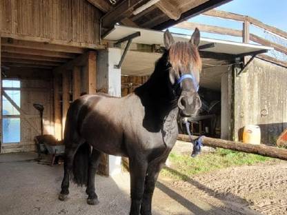 Bild 5:Norikerwallach