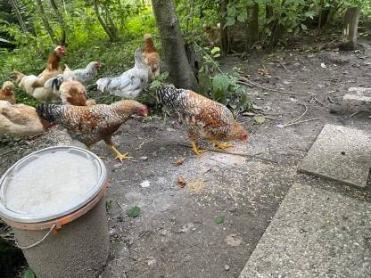 Bild 6:Bresse Gauloise, Bielefelder