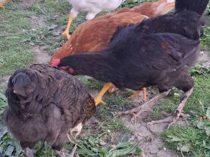 Bild 6:Junge Hähne zu verkaufen, geschlüpft Anfang April