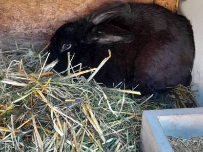 Hase