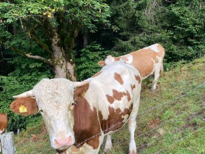Verkaufe Stier