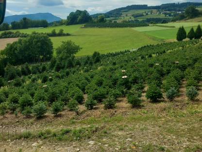 Bild 4:Verkaufe Nordmannstannen, gepflegte Top-Ware