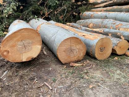 Holz