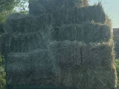 Bild 2:Heu