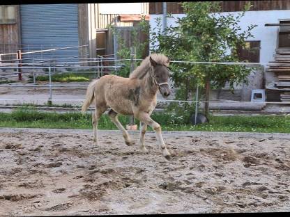 Bild 3:Windfarbenes Isi-Stutfohlen