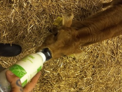 Bild 2:Iberische Cachena Kälber