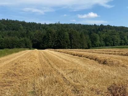 Bild 3:Weizenstroh Kleinballen