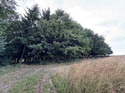 Bild 8:Acker inkl. Wald in Katastralgemeinde Großgraben