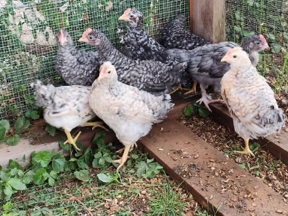 Bild 3:Buntleger Küken