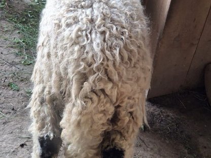 Bild 2:Walliser Schwarznasen Widder, geb. 01/2025