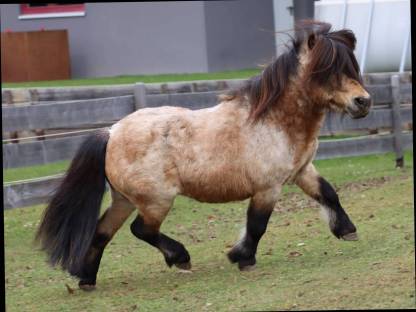 Bild 3:Minishetty Deckhengst