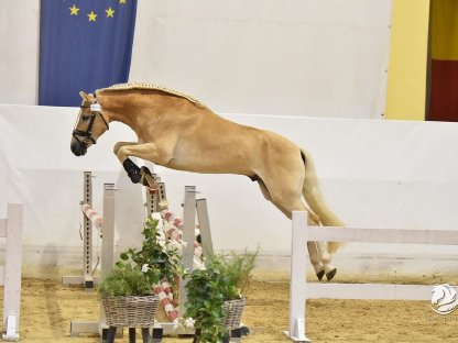 Bild 4:4,5-jähriger sportlicher, schicker Haflingerwallach