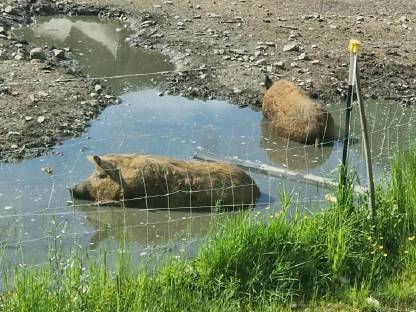 Bild 2:Rote Freiland Mangalitza Schweine
