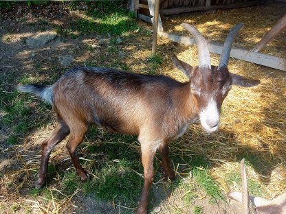 Bild 2:Jungziege Weibliche Ziege