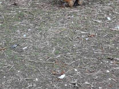 Bild 2:Zwerg Seidenhühner