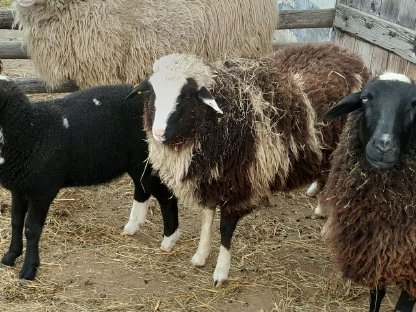 Bild 2:Bio-Waldschafe