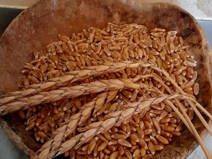 Bild 2:Premium Dinkel von der Glojacher Alm Ernte 2025