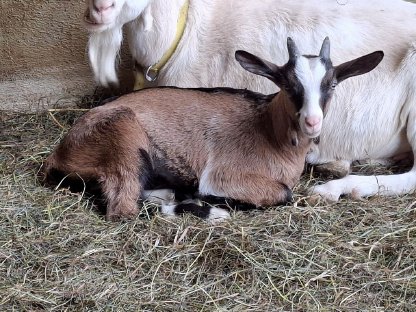 Altziege mit Bockkitz