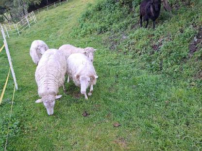 Bild 3:Krainer Steinschafe