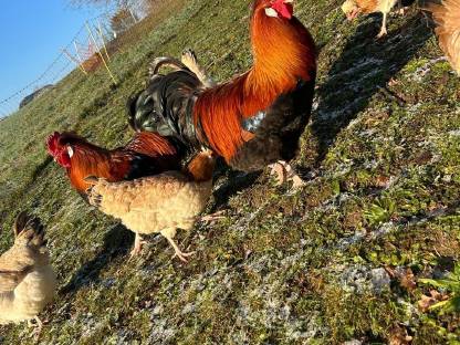 Bild 7:Bruteier und Jungtiere vom Sulmtalerhuhn, weizenfarbig