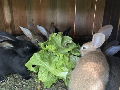 Bild 2:Kleine Hasen zu verkaufen