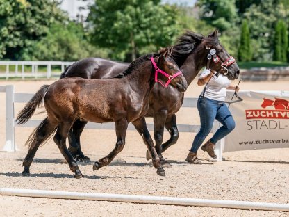 Bild 6:Norikerstutfohlen