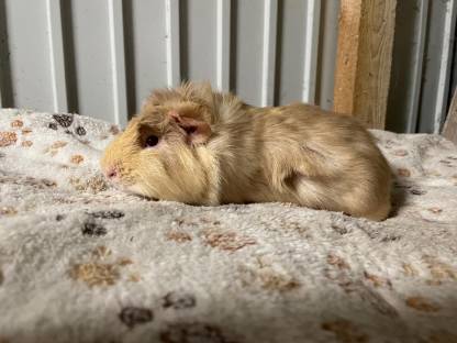 Bild 3:Zuchtauflösung Rosetten Meerschweinchen