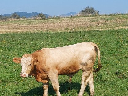 Sprungstier