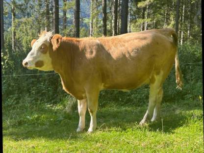 Bio Kalbin hochträchtig
