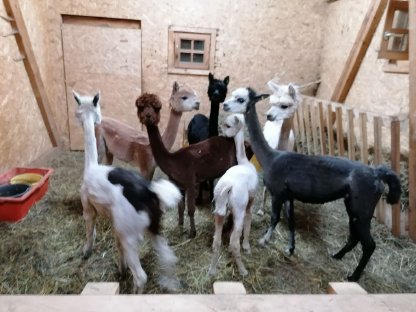 Bild 6:Alpaka Verkauf