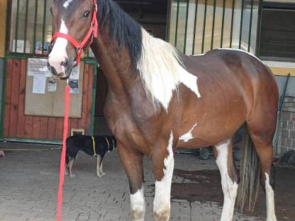 Bild 4:Pintowallach  Whisky the Champion