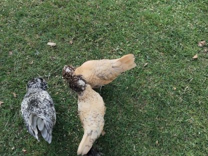 Bild 3:Zwergpaduaner Pärchen