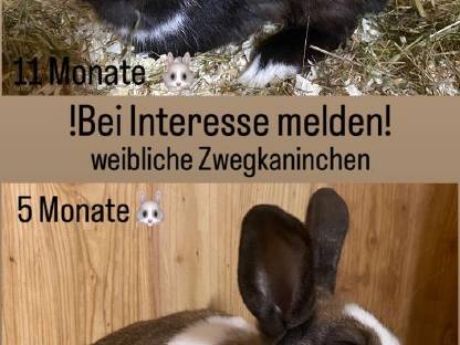 zwergkaninchen