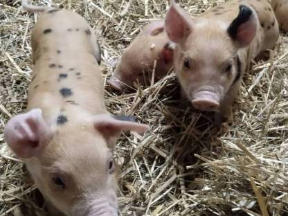 Bild 7:Duroc Ferkel, Iberico, Schwäbisch-Hällisch, Berkshire