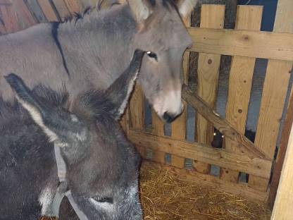 Bild 4:Esel Deckhengst (kein Verkauf)