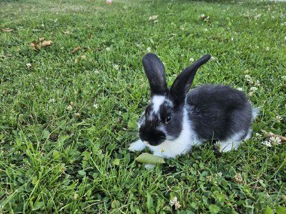 Kaninchen, Hasen